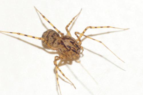 Réf. 260 772 : Scytodes thoracica
